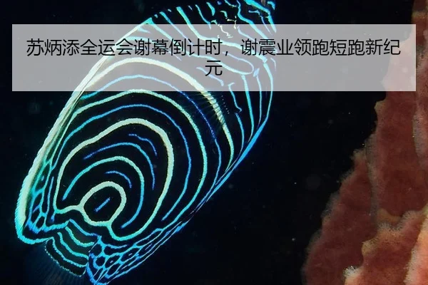 苏炳添全运会谢幕倒计时，谢震业领跑短跑新纪元
